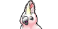 cockatoo