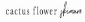 Cactus Flower Skincare
