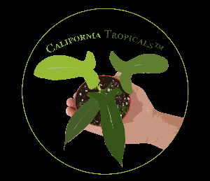 California Tropicals