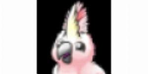 cockatoo