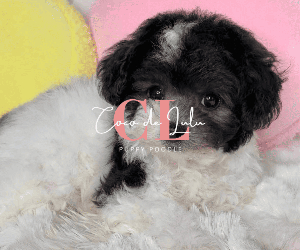 CoCo de LuLu 25-0619