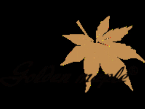 Golden Maple