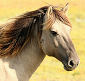 HorseSaddleShop