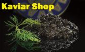 kaviar-online-shop
