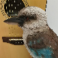 Kookaburra Music Tree