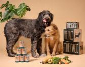 Profile Picture E PACK Vegan Dog Food